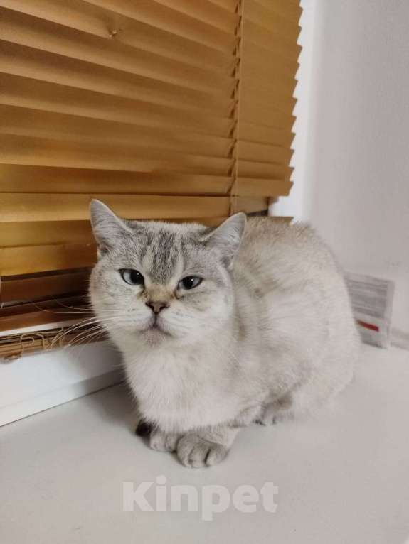 Кошки в Москве: Венера Девочка, 10 000 руб. - фото 3