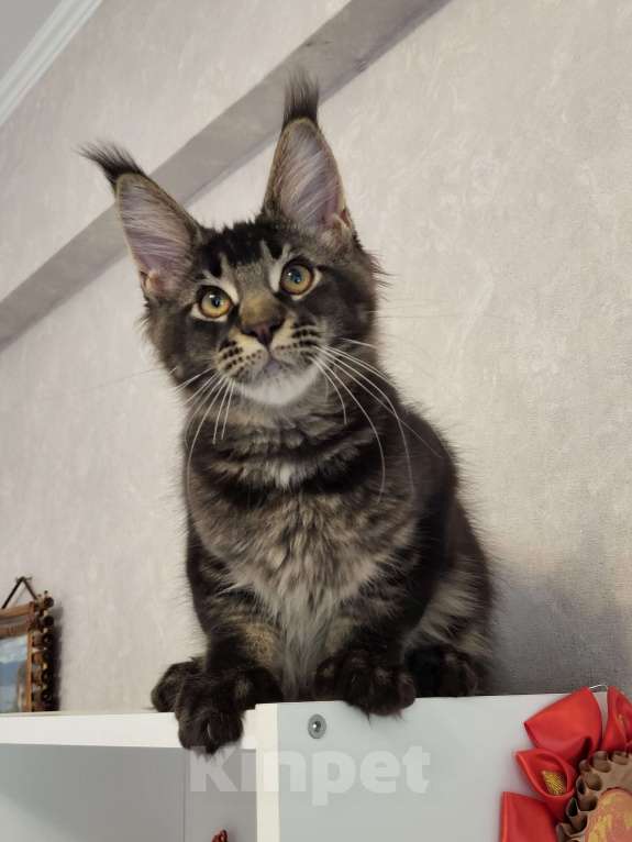 Кошки в Омске: Котенок мейн- кун Мальчик, 70 000 руб. - фото 3