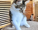 Кошки в Москве: Котенок Мисси Девочка, Бесплатно - фото 3