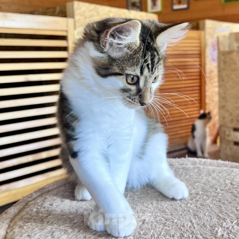 Кошки в Москве: Котенок Мисси Девочка, Бесплатно - фото 3