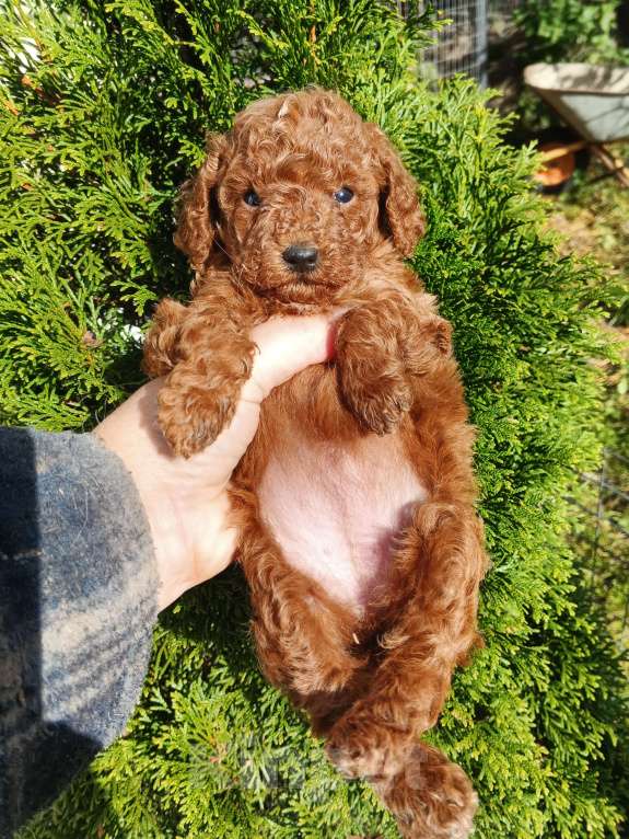 Собаки в Москве: Той пудель девочка РКФ. Девочка, 150 000 руб. - фото 7