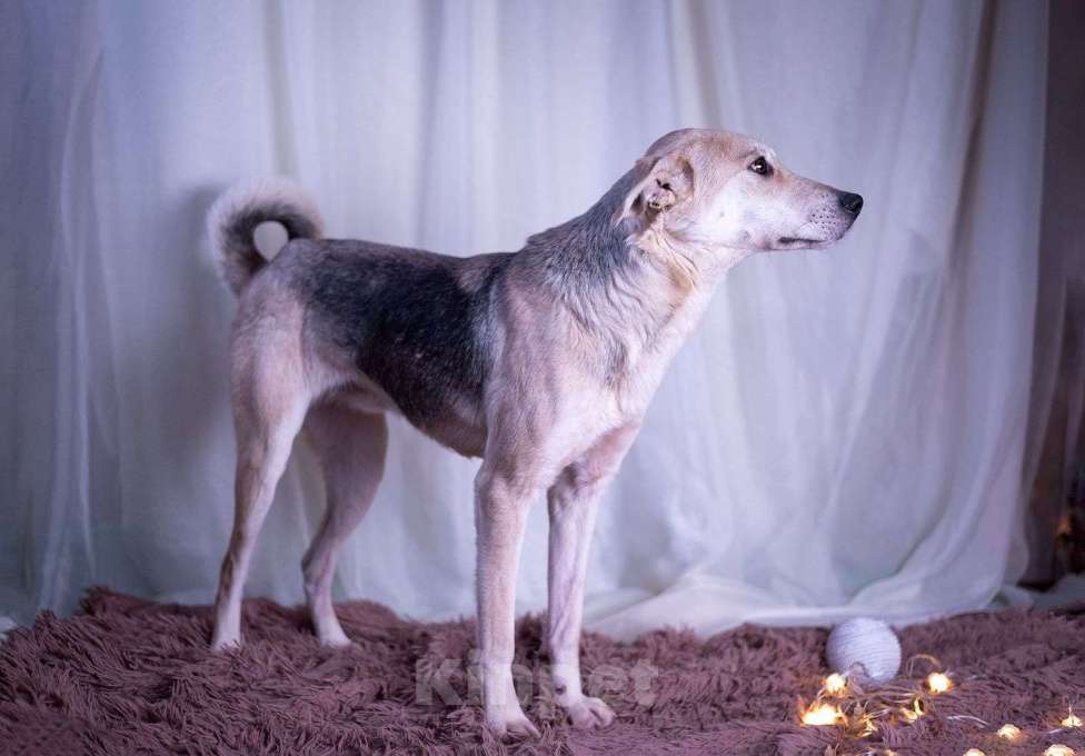 Собаки в других городах Московской области: Барри мальчик Мальчик, Бесплатно - фото 10