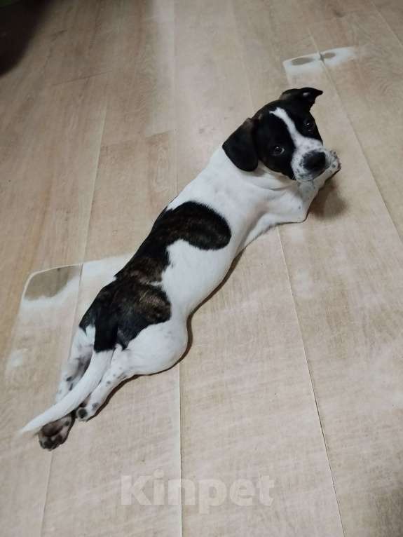 Собаки в Краснодаре: Отдам малыша в добрые руки Мальчик, 1 000 руб. - фото 4