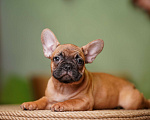 Собаки в Санкт-Петербурге: Французский бульдог щенок  Девочка, 80 000 руб. - фото 2
