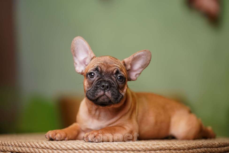 Собаки в Санкт-Петербурге: Французский бульдог щенок  Девочка, 80 000 руб. - фото 2