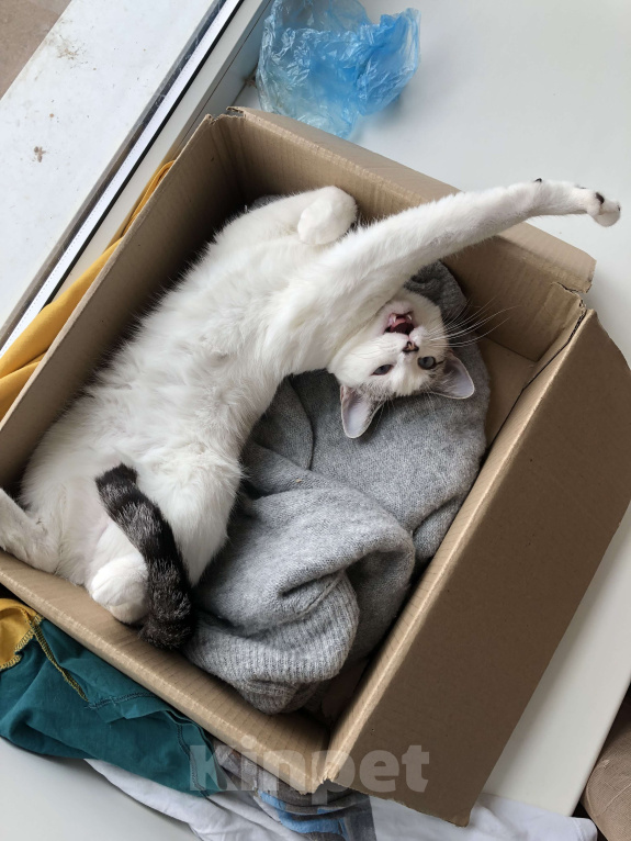 Кошки в Оренбурге: Миса Девочка, Бесплатно - фото 2