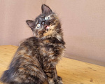 Кошки в Краснодаре: Кошечка черепаховый окрас Девочка, Бесплатно - фото 5