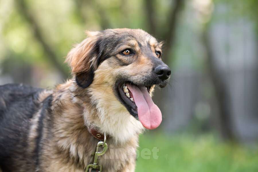 Собаки в Москве: Чудесная собака Мила ищет семью. Девочка, Бесплатно - фото 3