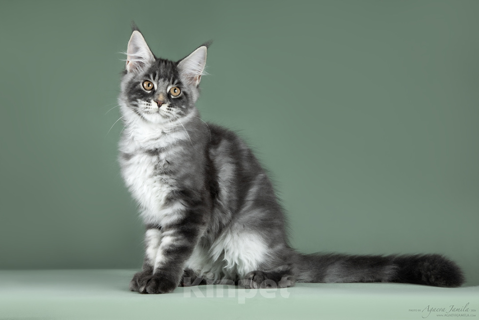 Кошки в Видном: Котенок мейн-кун - настоящее чудо с кисточками! Мальчик, 50 000 руб. - фото 7