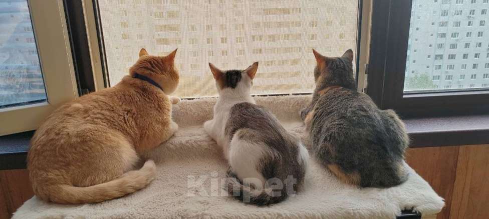 Кошки в Москве: Очаровательная кошечка Ася ищет свой дом (Москва и Мо) Девочка, Бесплатно - фото 10