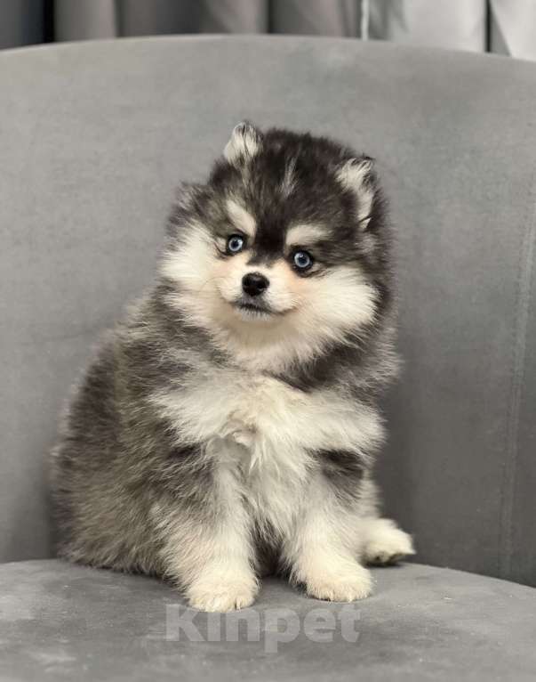 Собаки в Санкт-Петербурге: Шикарный мальчик помски Мальчик, 150 000 руб. - фото 8