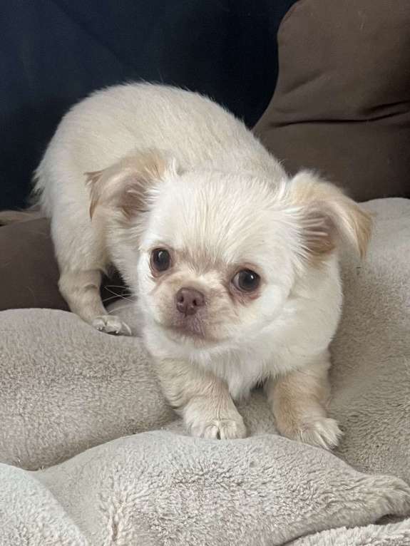 Собаки в Санкт-Петербурге: Щенок чихуахуа, сука Девочка, 50 000 руб. - фото 5