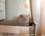Кошки в Воронеже: Британская кошка, окраса фавн. Выведена из разведения.  Девочка, Бесплатно - фото 4