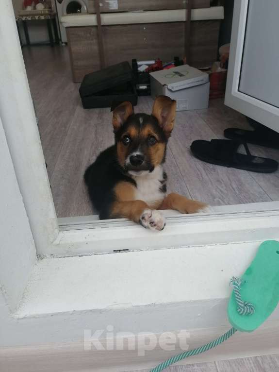 Собаки в Краснодаре: В добрые руки  Девочка, Бесплатно - фото 5