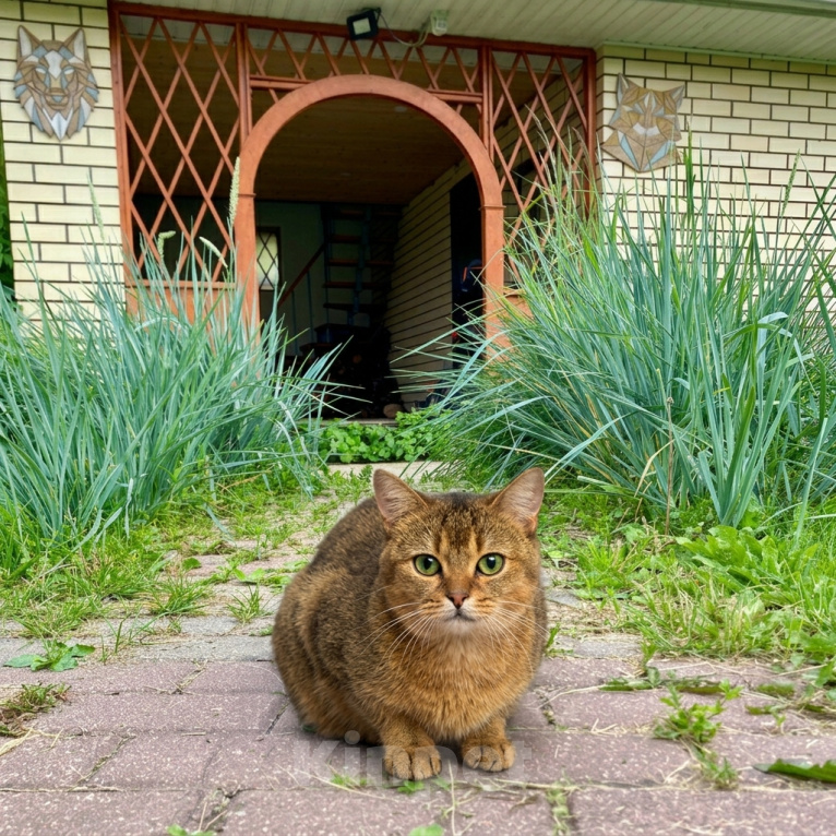 Кошки в Москве: кошка Кася ждет семью Девочка, Бесплатно - фото 8