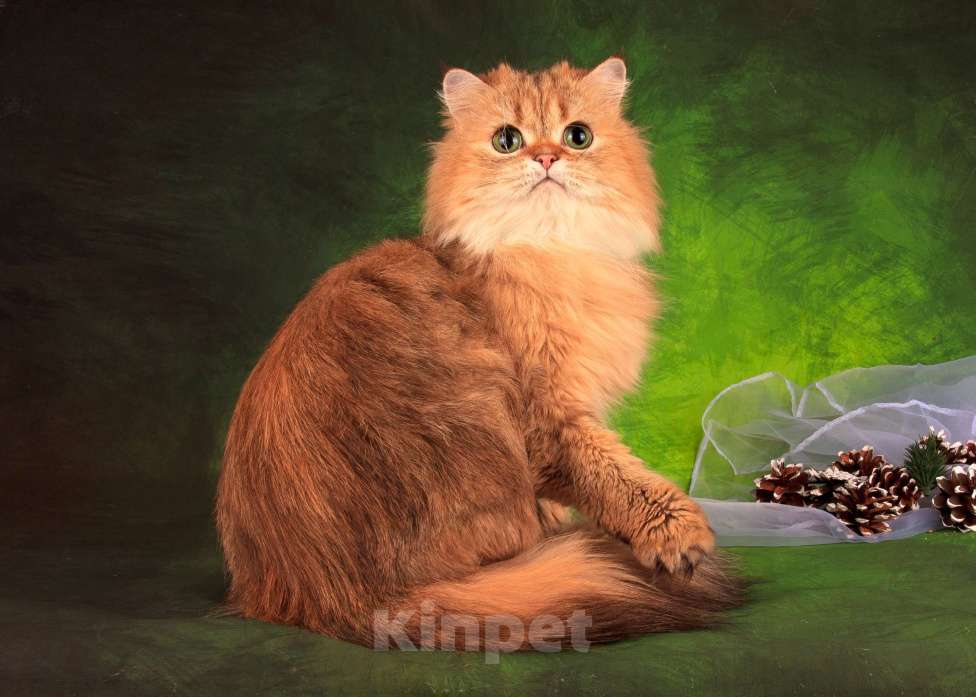 Кошки в Санкт-Петербурге: Шикарная халенд страйт Девочка, 6 руб. - фото 3