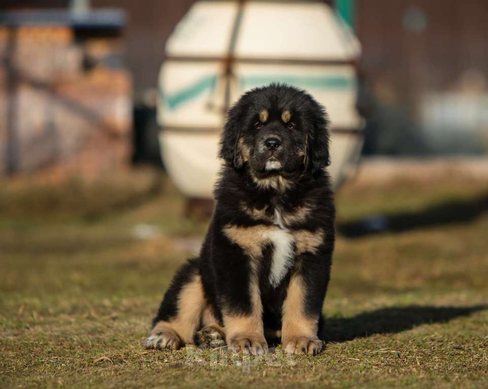 Собаки в других городах Ярославской области: Щенки Тибетского Мастифа  Мальчик, 100 000 руб. - фото 3