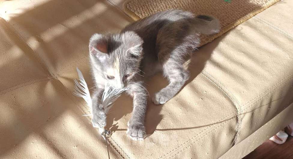 Кошки в других городах Московской области: Малышка Ника в добрые руки Девочка, Бесплатно - фото 2