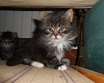 Кошки в Химках: Мейн-кун+британец котята бесплатно Мальчик, Бесплатно - фото 1