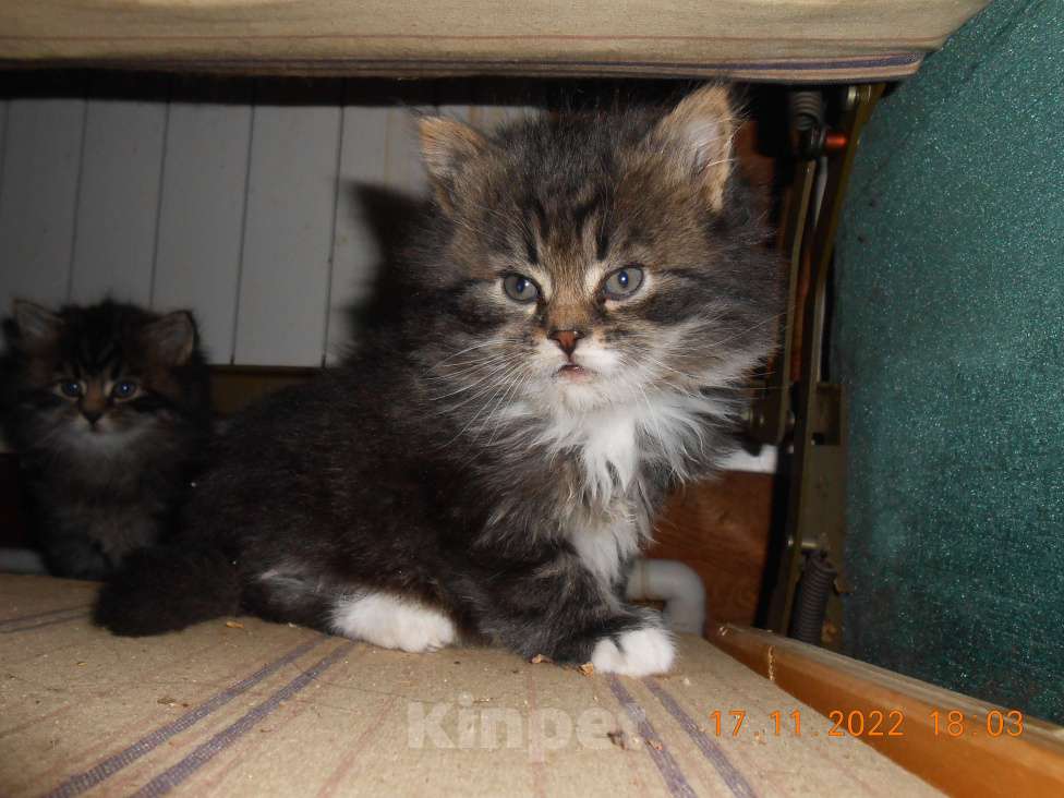 Кошки в Химках: Мейн-кун+британец котята бесплатно Мальчик, Бесплатно - фото 1