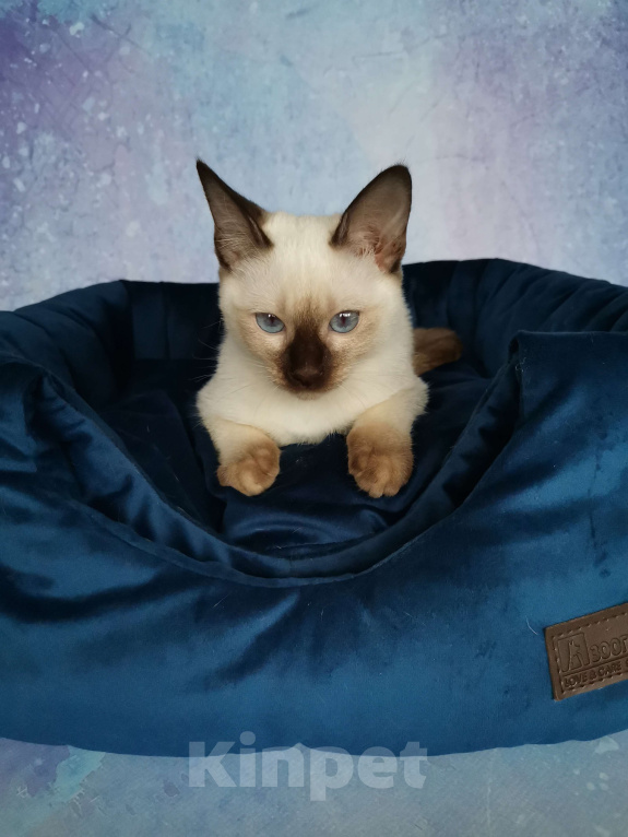 Кошки в Москве: Тайские котята из питомника Topaze De Lux  Девочка, 55 000 руб. - фото 4