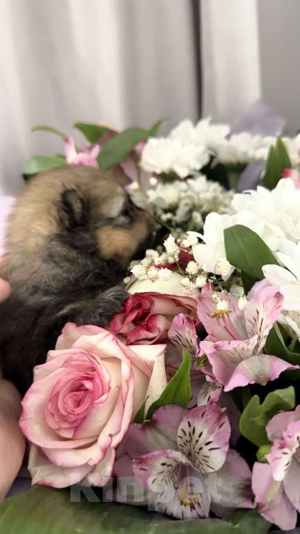 Собаки в Красноярске: Померанский шпиц 2 Мальчик, 50 000 руб. - фото 2