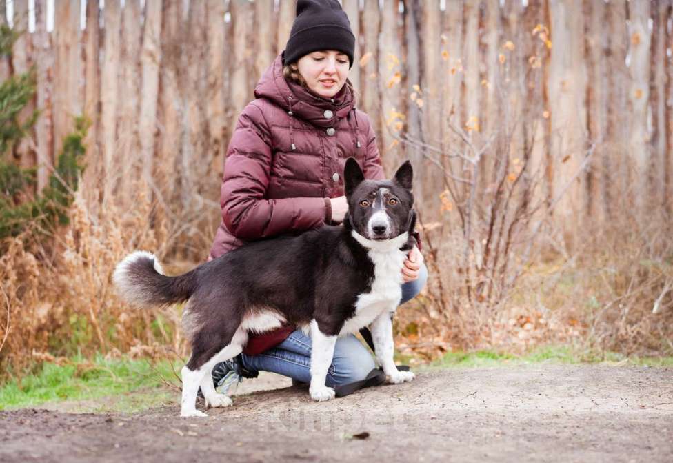 Собаки в Москве: Собака в добрые руки. Метис корги Мальчик, Бесплатно - фото 3