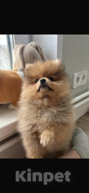 Собаки в других городах Московской области: Мили  Девочка, 40 000 руб. - фото 1