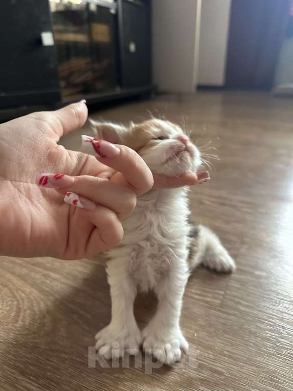 Кошки в Тюмени: мейн-кун полидакт Девочка, 40 000 руб. - фото 7