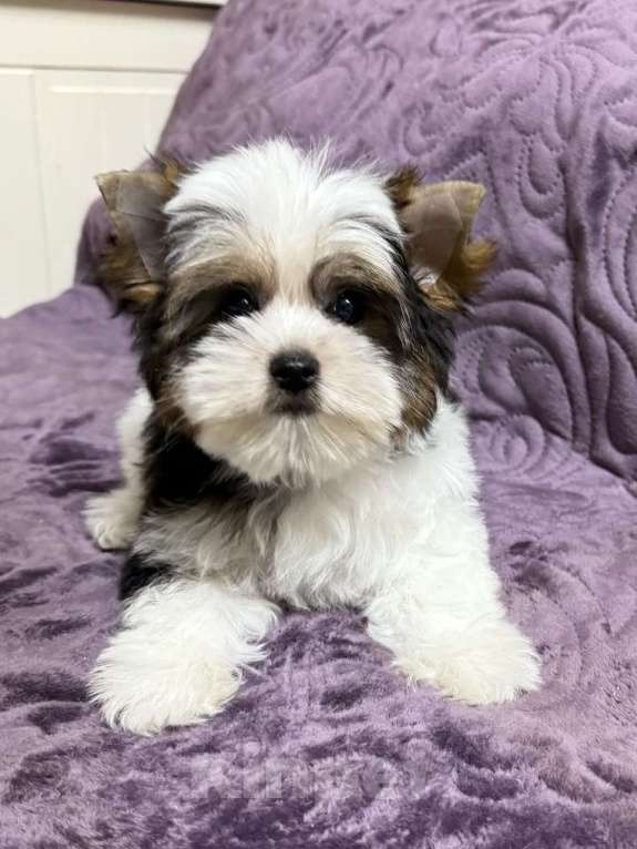 Собаки в Жуковском: Девочка бивера Девочка, 50 000 руб. - фото 3