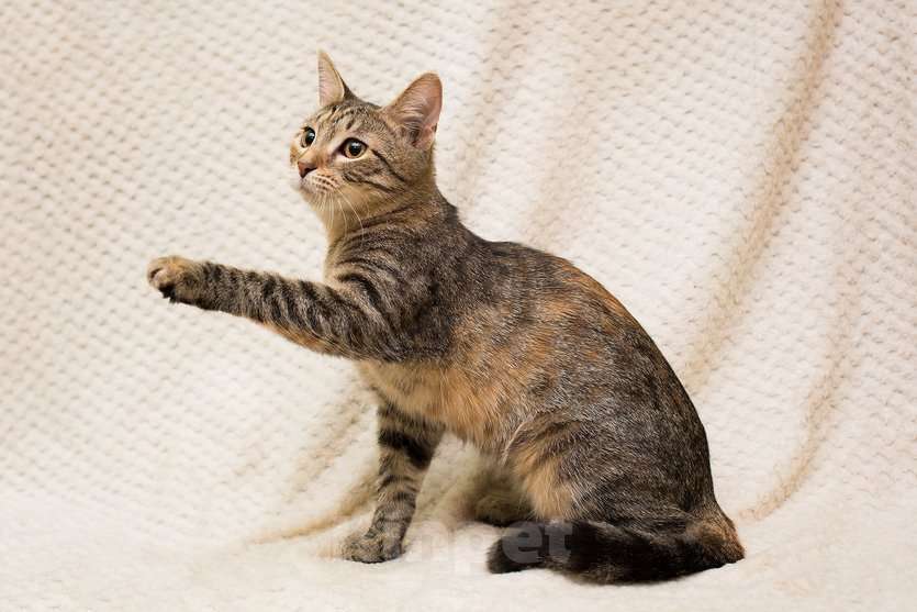 Кошки в Москве: Полосатая трехцветочка котёнок Теюшка в дар Девочка, 1 руб. - фото 4