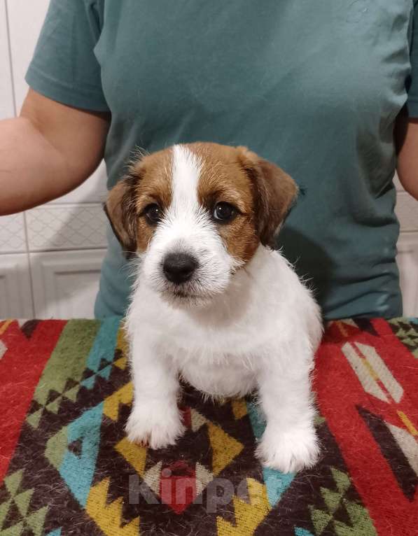 Собаки в Ставрополе: Высокопородные щенки Джек Рассел терьера  Мальчик, Бесплатно - фото 2