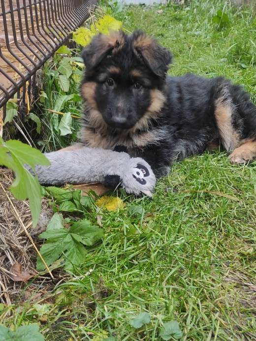 Собаки в Москве: Щенок немецкой овчарки д/ш Девочка, 28 000 руб. - фото 2