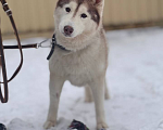 Собаки в Санкт-Петербурге: Хаски Юки ищет дом Девочка, Бесплатно - фото 2