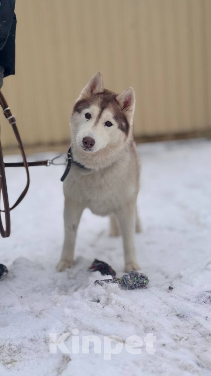 Собаки в Санкт-Петербурге: Хаски Юки ищет дом Девочка, Бесплатно - фото 2