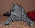 Кошки в Тольятти: Экзот приглашает на вязку, 5 000 руб. - фото 3
