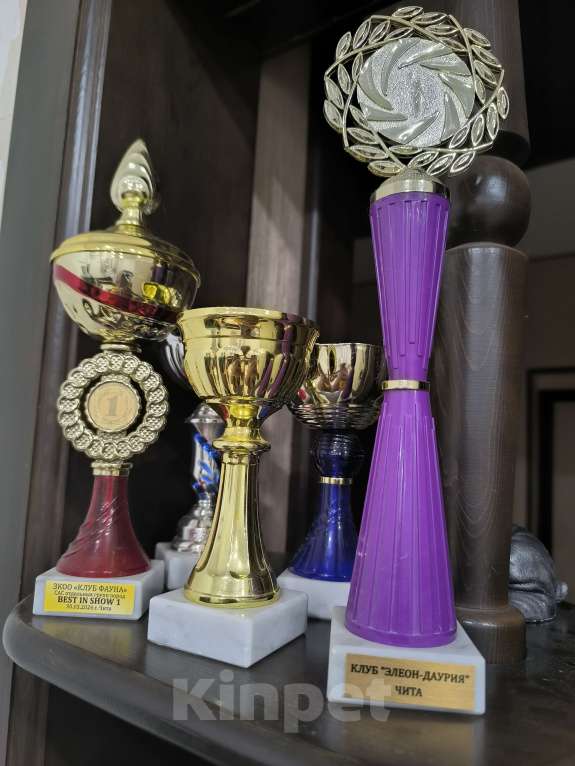 Собаки в Чите: Очаровательные щенки мопса Девочка, 45 000 руб. - фото 10