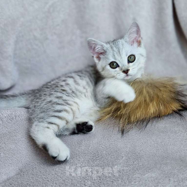 Кошки в Королеве: Британские котята Табби Девочка, 7 000 руб. - фото 1
