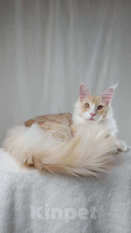 Кошки в Туапсе: Котята мейн-кун полидакт Мальчик, 25 000 руб. - фото 1