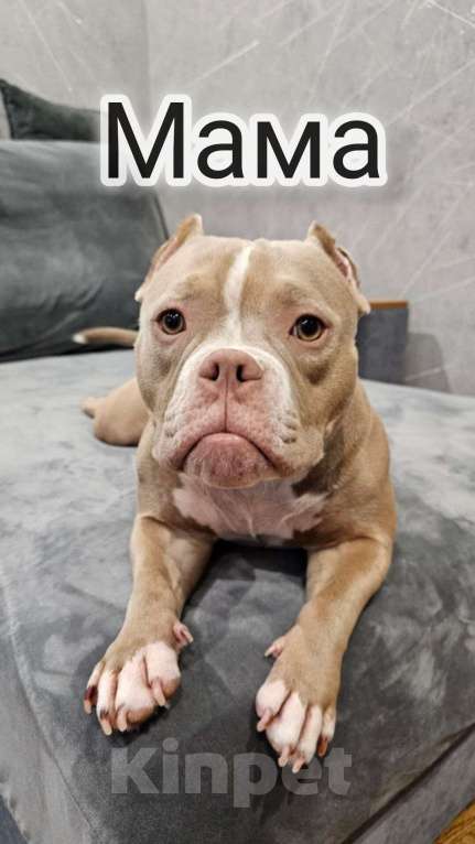 Собаки в Нижнем Новгороде: Щенок Американский Булли  Девочка, 80 000 руб. - фото 2