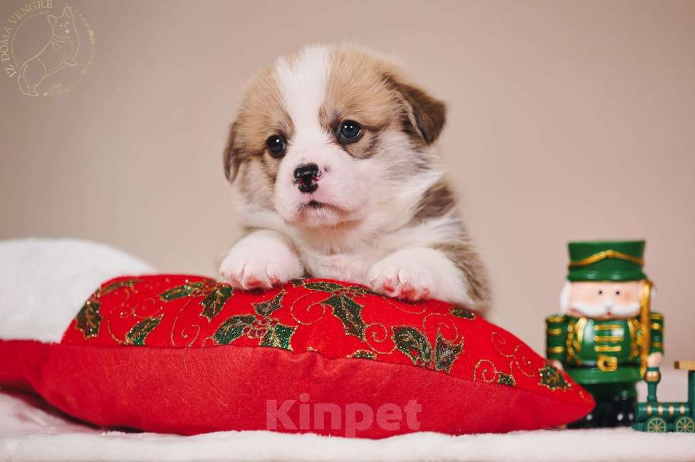 Собаки в Москве: Щенок вельш корги пемброк  по кличке Свежий ветер.... Мальчик, 100 000 руб. - фото 8