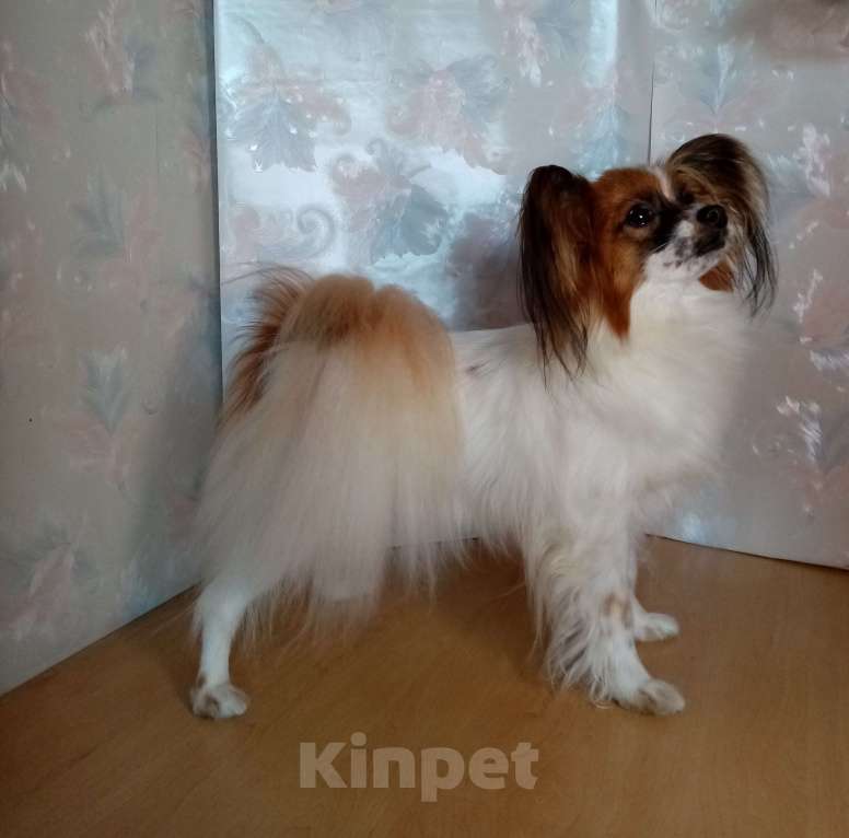 Собаки в Москве: Малыш папийон  Мальчик, Бесплатно - фото 5