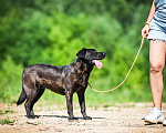 Собаки в Химках: Том в самые лучшие руки Мальчик, Бесплатно - фото 4