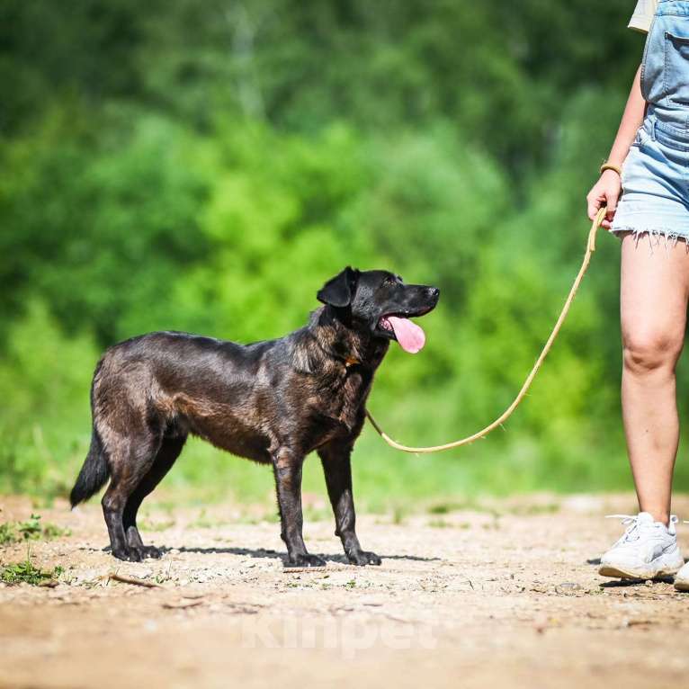 Собаки в Химках: Том в самые лучшие руки Мальчик, Бесплатно - фото 4