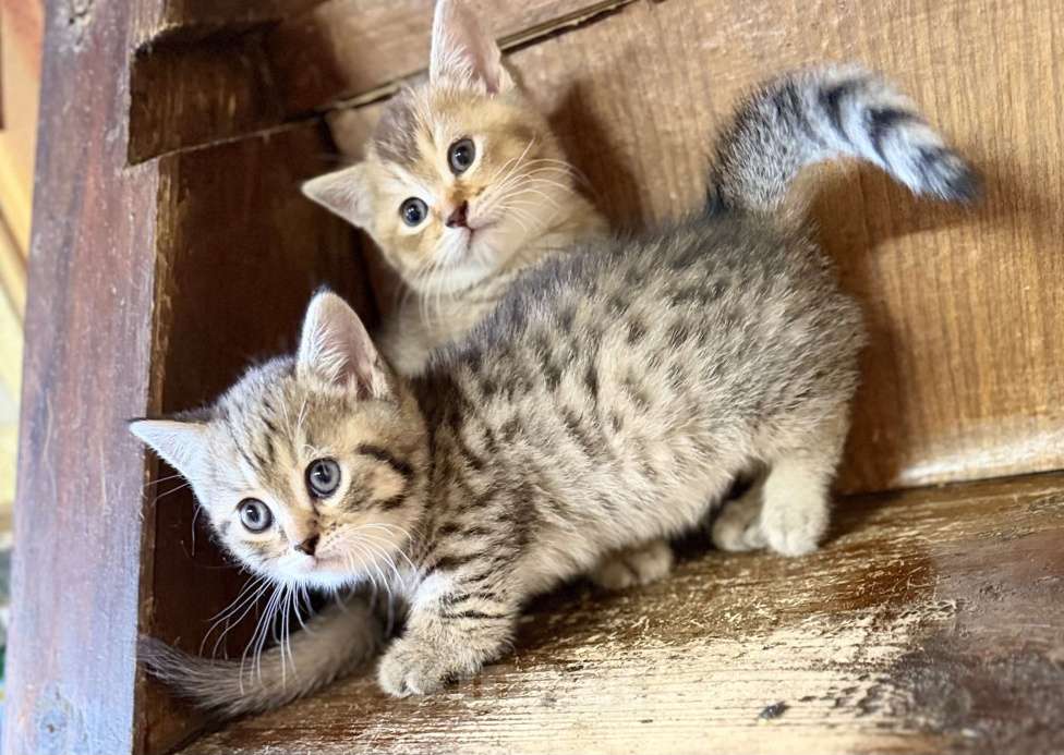 Кошки в других городах Воронежской области: Манчкины - котята ждут друзей Разнополые, 25 000 руб. - фото 2