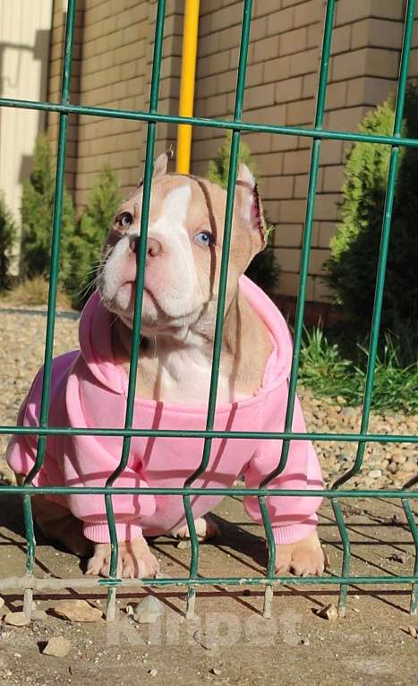 Собаки в других городах Краснодарского края: Американский Булли щенки Мальчик, 60 000 руб. - фото 4