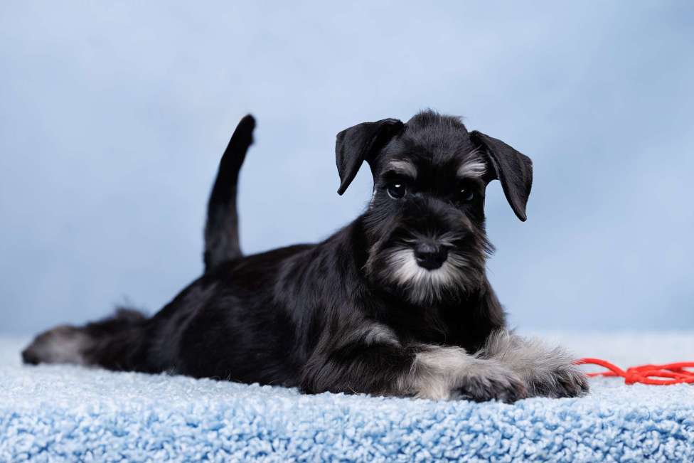 Собаки в Саратове: Щенки цвергшнауцера. Девочки. Девочка, 70 000 руб. - фото 3