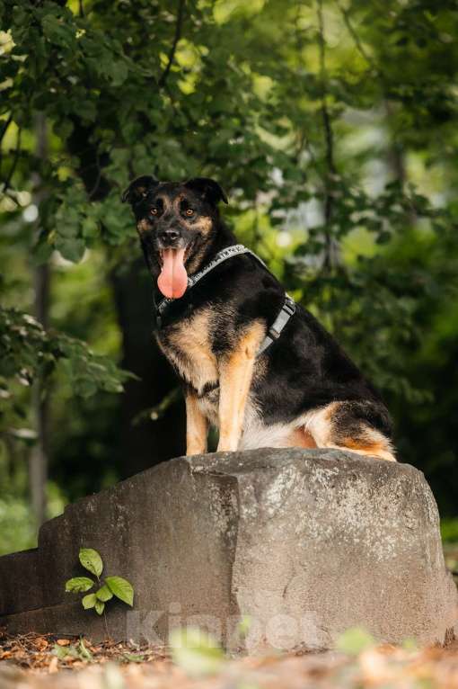 Собаки в Москве: Славный Майло ищет дом Мальчик, Бесплатно - фото 3