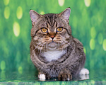 Кошки в Москве: Важный и ласковый кот Ося ищет дом Мальчик, Бесплатно - фото 5