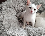 Кошки в Чебоксарах: Котята Девочка, Бесплатно - фото 1